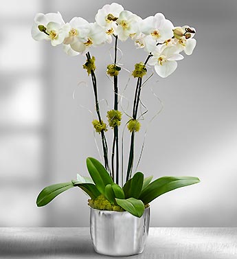 orchid