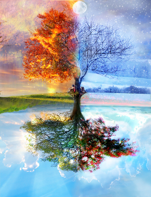 treeinfourseasons